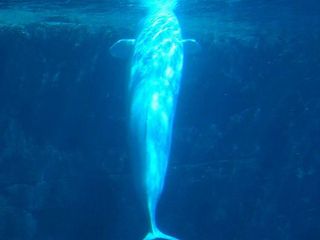 చేప కడుపులో అండర్ గ్రౌండ్ అక్వేరియం !