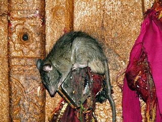 కర్ణి మాత ఆలయంలో రాత్రుళ్ళు జరిగే మిస్టరీ