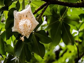 ఈ చెట్టు క్రింద నిలబడి ఏ కోరిక కోరిన తీరుతుంది మరి చెట్టు మనదేశంలో ఎక్కడ వుందో తెలుసా?