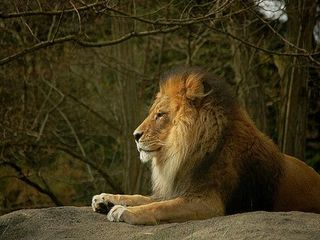 సింహాలు తమ తోకలతో శుభ్రపరిచే దర్గా మన రాష్ట్రంలో ఎక్కడుందో తెలుసా?