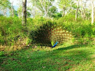 'పాపం పసివాడు' గుర్తుందా ?