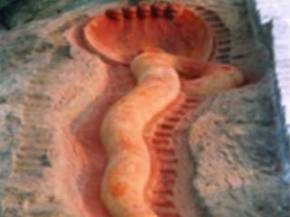 సంవత్సరానికి ఒకసారి మాత్రమే తెరిచే మహిమాన్విత సర్ప దేవాలయం