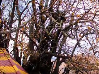 ఆ చెట్టుకి ఉన్న గొప్పదనం తెలిస్తే ఆశ్చర్యపోతారు?