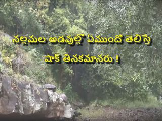 నల్లమల అడవుల్లో ఏముందో తెలిస్తే షాక్ తినకమానరు !