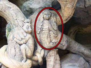 నల్లమల అడవుల్లో మిస్టరీ చెట్టు !