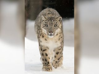 దేవకన్యల నర్తనశాల చూశారా