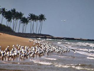 వేసవిలో సముద్రపు అలల ఒడ్డున సరదాగా 