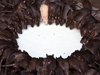 ఇక్కడ ఎలుకలే దేవుళ్లు 