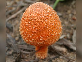 తలకోనకు ఎందుకు ఆ పేరు వచ్చింది...ఇది మంచి ట్రెక్కింగ్ స్పాట్ 