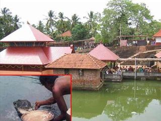 శాఖాహార మొసలి...అనంతుడికి రక్షణగా