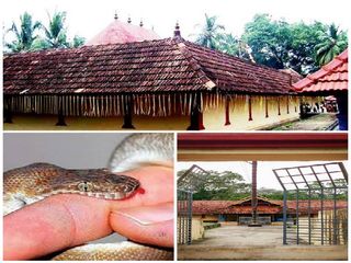 బతికున్న పామును ముడుపుగా ఇస్తే ‘ఆ’ నొప్పి తగ్గిపోతుందంటా