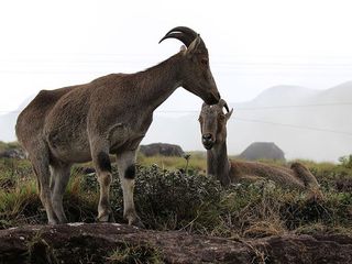కేరళలో అచ్చెరువొందించే వన్యప్రాణి పర్యాటక ప్రదేశాలు