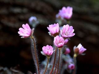 అందుకే దేవతలు భూమి పై ఇక్కడికి వచ్చి వన విహారం చేసిది