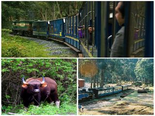 హనీమూన్ రైలులో వెలుతూ...బాహుబలి దున్నలను చూస్తూ