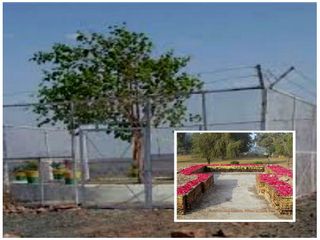 24 గంటలూ గన్ మెన్లతో సెక్యూరిటీ పొందుతున్న అత్యంత పవిత్రమైన వృక్షం