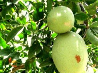 ఈ దేవాలయాల్లో ఇదేమి ఆచారం 