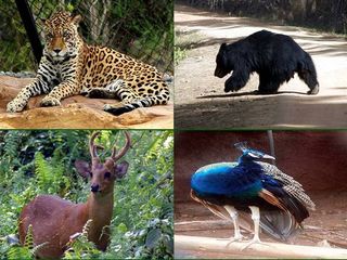 తిరుపతిలో శ్రీ వేంకటేశ్వర నేషనల్ పార్క్ చూశారా?లేదా? ఐతే ఈసారి తప్పక చూడండి!!