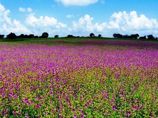 ఓ మినీ కాశ్మీర్ గా పిలుబడే తపోలా అందాలు తిలకించాలంటే తహతహలాడాల్సిందే..!