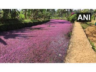 పూల వ‌ర్ణ‌పు కాంతులు వెద‌జ‌ల్లే.. పింక్ రివ‌ర్‌!