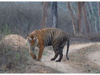 అక్టోబర్‌లో తిరిగి తెరవబ‌డే జాతీయ పార్కులు మీకు తెలుసా!