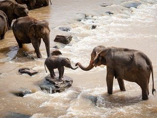 విభిన్న వాతావ‌ర‌ణాల క‌ల‌యిక.. ఇందిరా గాంధీ వన్యప్రాణుల అభయారణ్యం 