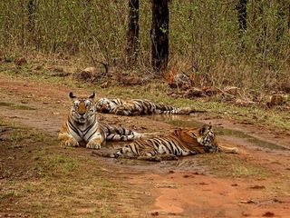 ఢిల్లీ చుట్టూ జంగిల్ సఫారీకి అనువైన ప్ర‌దేశాలు మీకోసం..