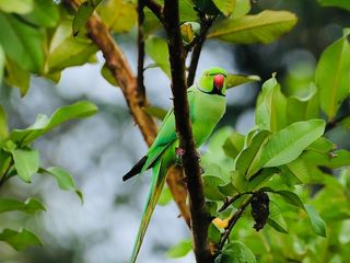విదేశీ వ‌ల‌స ప‌క్షుల విడిది గ‌ట్టు.. మ‌న‌ నేల‌ప‌ట్టు!