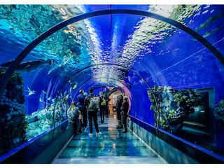 విశాఖ ఫిష్ ట‌న్నెల్ ఎగ్జిబిష‌న్‌లో.. అరుదైన‌ చేప‌ల సంద‌డి!