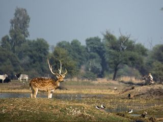 పక్షి ప్రేమికులకు భారతదేశంలోని ఐదు ఉత్తమ పక్షుల గమ్యస్థానాలు
