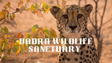 జీవితంలో ఒక్క‌సారైనా చూడాల్సిన వన్యప్రాణుల అభయారణ్యాలు