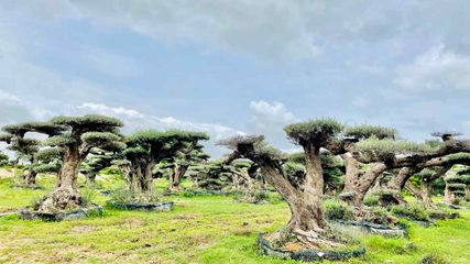 ప్ర‌శాంత‌త కోసం హైద‌రాబాద్ బొటానిక‌ల్ గార్డెన్‌లో అడుగుపెట్టాల్సిందే!