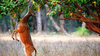 ప్ర‌కృతి అందాల‌ను ప‌రిచ‌యం చేసే.. నందా దేవి నేష‌న‌ల్ పార్క్‌