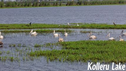మ‌న‌స్సు దోచే కొల్లేరు స‌ర‌స్సు అందాలు..