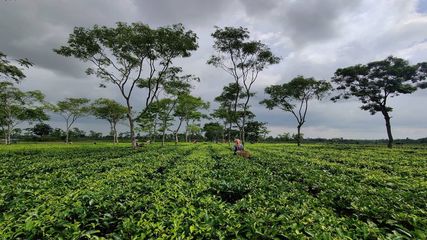 అస్సాంలో సందర్శించవలసిన పర్యాటక ప్రదేశాలు..!