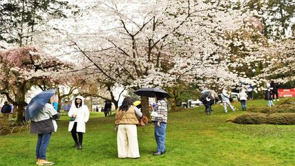 చెర్రీ బ్లోసమ్ ఫెస్టివల్‌కు షిల్లాంగ్ వెళ్తున్నారా..?