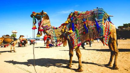 ఫిబ్రవరి 15 నుండి ప్రారంభం కానున్న నాగౌర్ జంతు ప్రదర్శన...