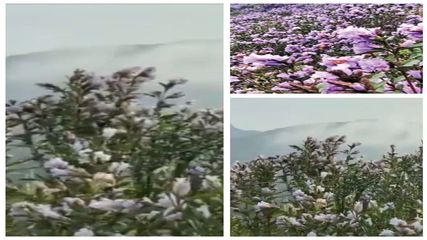 12 సంవ‌త్స‌రాల‌కు ఒక‌సారి విక‌సించే నీల‌కురింజి పూలు మ‌న‌దేశంలోనే..