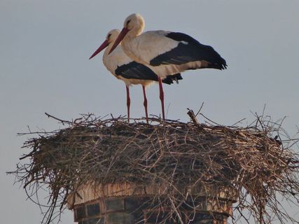 ముంబై నగర విహంగ విహారం !
