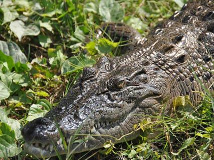 'సుందరమైన' అడవిలో అద్భుత జంతుసంపద !!