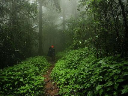 అగుంబే - కింగ్‌ కోబ్రా పుట్టినిల్లు !!