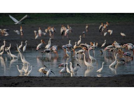 ఆంధ్రప్రదేశ్ లో ప్రాముఖ్యత గల్గిన కొల్లేరు బర్డ్ శాంక్చురీ