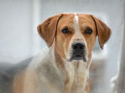 కుక్కల దేవాలయం ఎక్కడుందో తెలుసా?