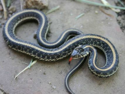 ఈ గ్రామంలో ప్రవేశిస్తే మీకు మొదట స్వాగతించేదే పాములు