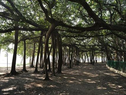 255 సంవత్సరాలు పెరిగిన మర్రి చెట్టు !