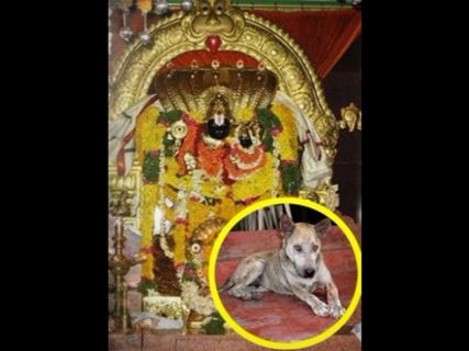 శునకమే కానీ నిత్యం ఆలయంలో దేవున్ని కొలుస్తుంది !