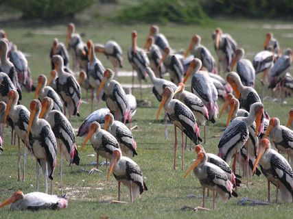 కడలి కెరటాలకు అడ్డునిలిచే మడ అడవుల విశేషాలు