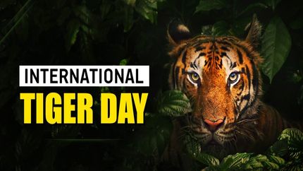 ఇంటర్నేషనల్ టైగర్స్‌ డే సందర్భంగా.. దేశంలోని బెస్ట్ టైగ‌ర్ స‌ఫారీల‌ను చూసేద్దాం...?