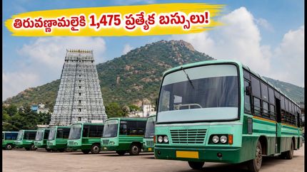 తిరువణ్ణామలై వెళ్తున్నారా? వీకెండ్ రద్దీ కోసం 1,475 ప్రత్యేక బస్సులు.. దర్శనం, ప్రయాణానికి పూర్తి గైడ్!