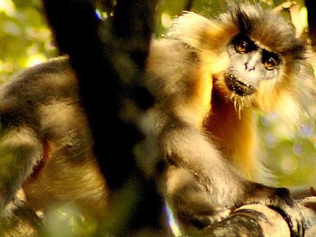 Manas National Park, Assam