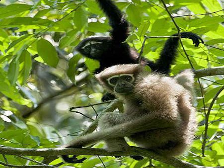 Hollongapar Wildlife Sanctuary, Jorhat